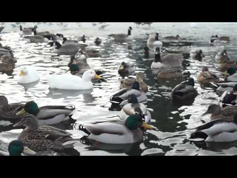 Canada Geese, Mallard Ducks, Pigeons and Gulls in Pearson Park Hull