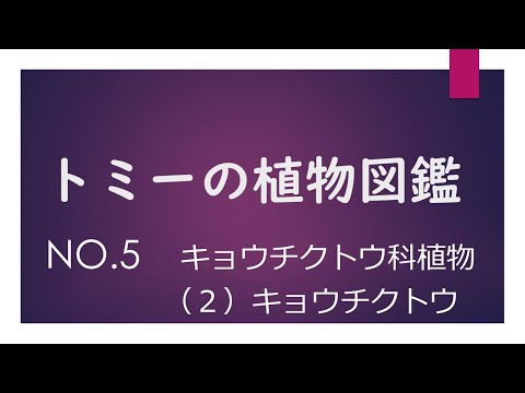 キョウチクトウの葉が黄色くなるのはなぜですか?問題を解決するために問題を診断するにはどうすればよいでしょうか?  庭園