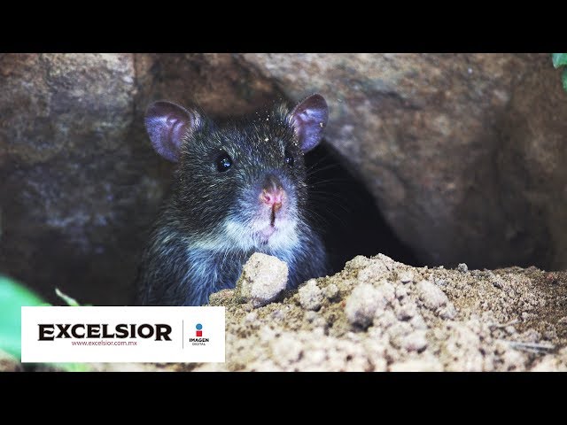 ¡Qué asco!; enorme rata se pasea sobre cartones de huevo en ...