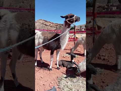 V feria de la Llama  en San Antonio Potosi