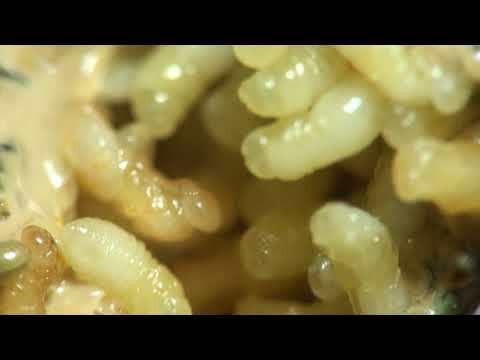 Amulya Jaibabaichitrata (Biodiversity of Assam) by Assam State Biodiversity Board (ASBB)