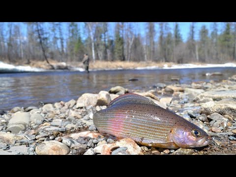 Рыбалка твоей мечты!Весна 2018.Изба.Тайга.Медведь.