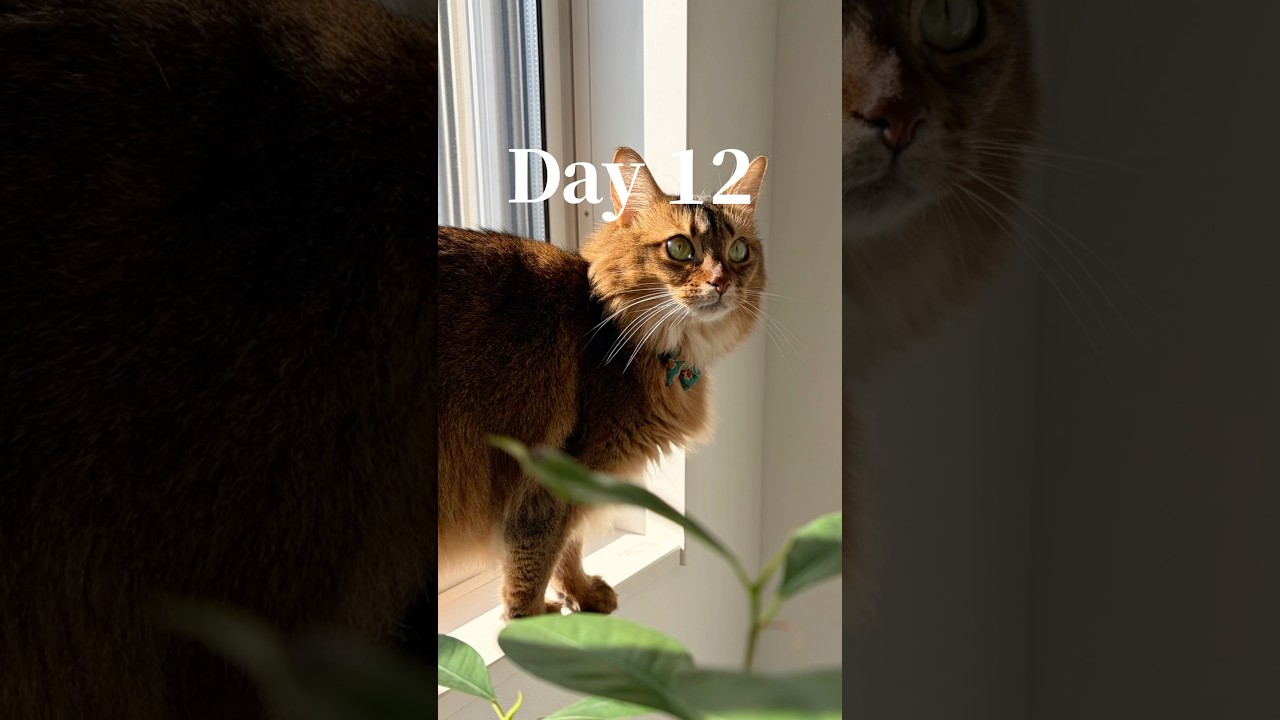 ニャルソックが出来る猫グッズを作ってみた