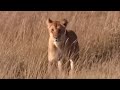 Lioness Protecting Her Cubs From Danger BBC Earth