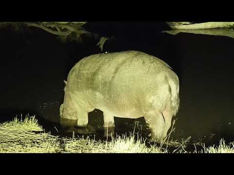 Djuma: Hippo with injured leg arrives - 20:00 - 07/08/19