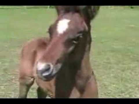 Our 2007 Al Adeed Al Shaqab Grey Colt