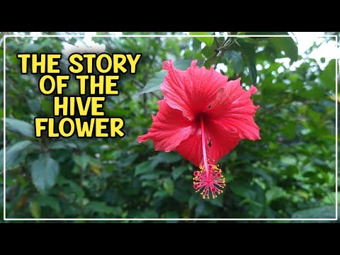 The story of the hive flower | The Farmer | #satisfying #thefarmersrilanka #flowers