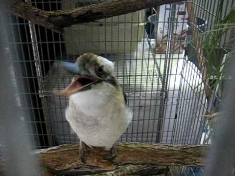 Kookaburra Call