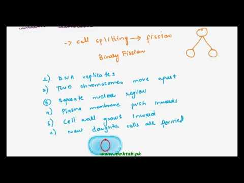 FSc Biology Book1, CH 6, LEC 8: Reproduction in Bacteria