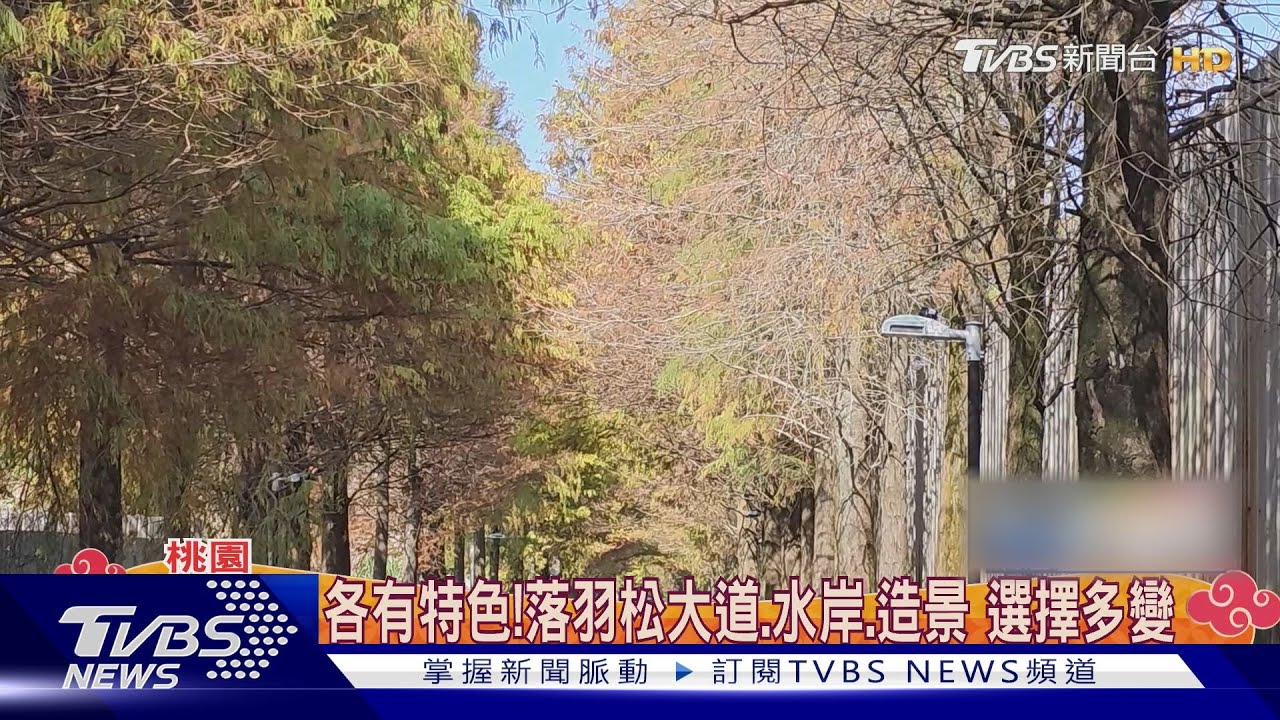 詩情畫意!落羽松加造景 復古裝扮拍美照