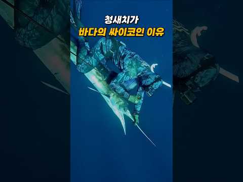 청새치: 대양의 최상위 포식자가 '바다의 싸이코'로 불리는 연유 분석