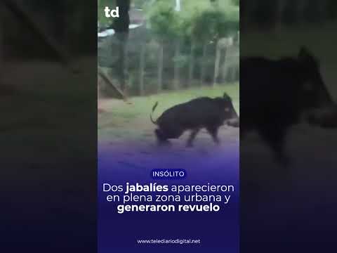 🐗😱 ¡DE NO CREER! JABALÍES CORRIENDO POR LA CALLE Y TODO QUEDÓ FILMADO