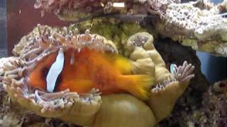 preview picture of video 'Hi-Q水族生活館的海水缸-海葵與小丑魚  (基隆市南榮路15號)'