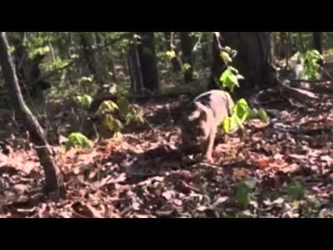 Bobcat Attacks Turkey Hunter