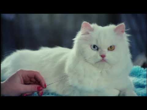 Joe Crepúsculo - Discoteca en Ruinas (video oficial)