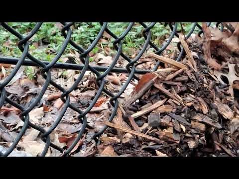 Ants Relocating Their Nest in Somerset, NJ