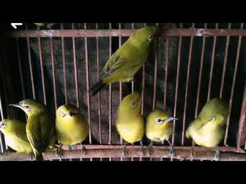 Ombyokan Novyj Trend Smotret Onlajn Na Sajte Trendovi Ru