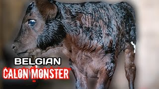 Download lagu SAPI INDUKAN!! Lahirnya pedet belgian blue dari induk agresif🔥🔥🔥 mp3