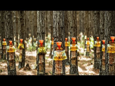 Pine Resin and Pine Nuts Harvesting - Pine Trees Product Processing in Factory