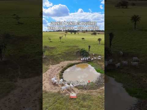 FAZENDA À VENDA – SANCLERLÂNDIA/GO 35 ALQUEIRES | TERRA DE CULTURA  #fazendaavenda #agro