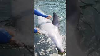Download lagu THIS is how to tell the difference between male and female dolphins!! mp3 Download lagu THIS is how to tell the difference between male and female dolphins!! mp3
