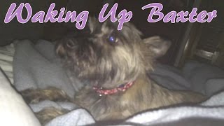 Waking Up Baxter