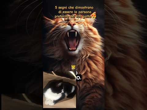 5 segni che dimostrano di essere la persona preferita del tuo gatto #felino #gattino #carino