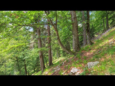 UNESCO Weltnaturerbe Alte Buchenwälder und Buchenurwälder der Karpaten und anderer Regionen Europas