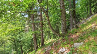 UNESCO Weltnaturerbe Alte Buchenwälder und Buchenurwälder der Karpaten und anderer Regionen Europas