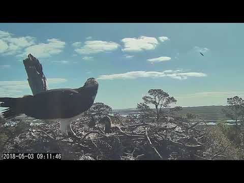 Male Osprey Delivers Live Fish To Savannah Nest – May 3, 2018