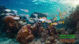 Download lagu DE ATITA VREME TE ASTEPT ISUSE  NOU 2025 M 1 mp3