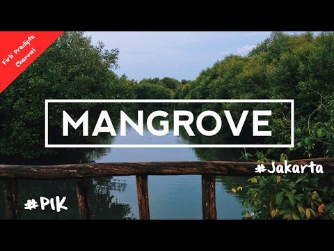 Taman Mangrove PIK Jakarta Indonesia - Unofficial Video Holiday