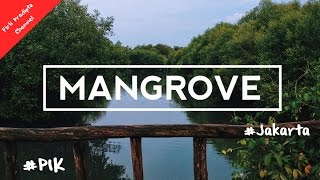Taman Mangrove PIK Jakarta Indonesia - Unofficial Video Holiday