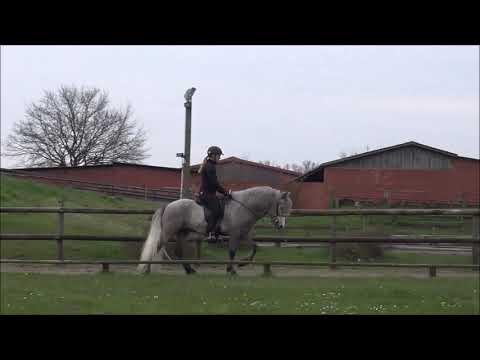 FIZO Kronshof 2021 - Ófeigur vom Kronshof