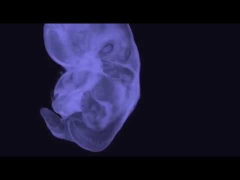 Doku - Wie der Mensch entsteht