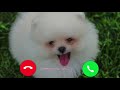 Vivo phone message tone - vivo whistle ringtone | vivo message ringtone | vivo s1 trending ringtone