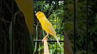 Download lagu Latihan menyanyi burung kenari jantan | suara burung #burung #hewan #kenari #hewanlucu mp3