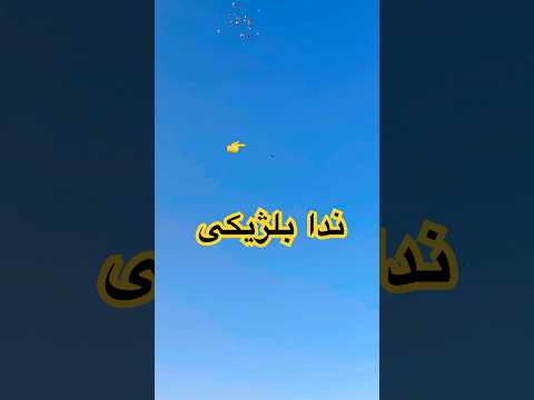 پرش انفرادی ندا بلژیکی کبوتر جان آردن در بین دها تیپ#مشهد  #شورت #کبوتر_بلندپرواز #pigeon