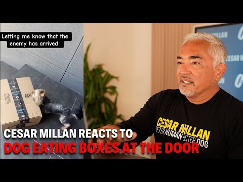 Cesar Millan Reacts to Yorkie Defending His Home From Amazon Deliveries