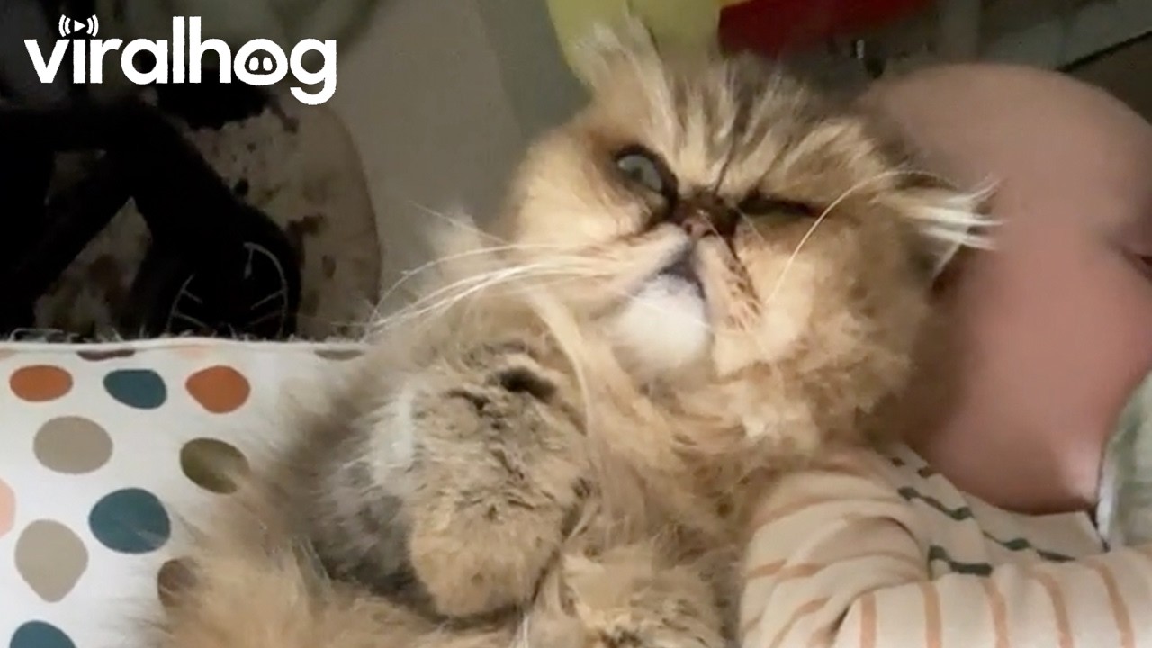 Cat and Baby Snuggling Together || ViralHog