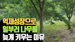 억제 성장을 통해 일부러 나무를 늦게 키우는 이유 | 나무대장