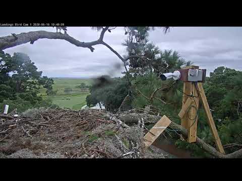 Second Osprey Chick Fledges | Savannah Osprey Cam – June 16, 2020