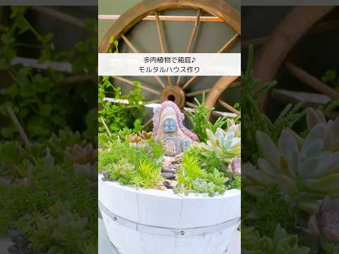 岩を含む組成多肉植物