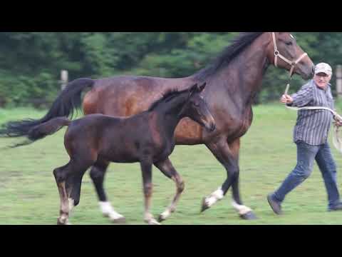 Quantensprung x Fidertanz x De Niro Stutfohlen