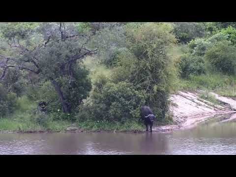Djuma: Two Buffalo bulls at the dam - 08:15 - 03/08/2023