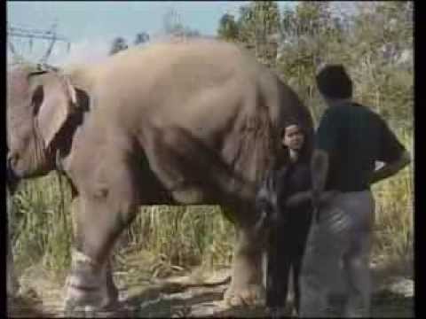 Elephant leg injured & small cubs