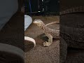 Monitor lizard thinks he's a dog! #monitorlizard #reptiles #lizard #gecko