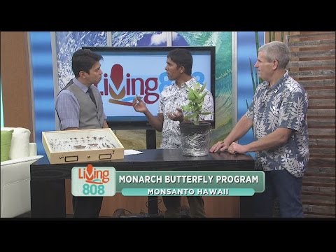 Monsanto Hawaii Monarch Butterfly Program