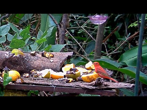 Male Summer Tanager and Black-chested Jay Take Turns At The Panama Fruit Feeder – March 24, 2020