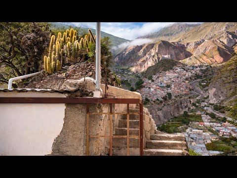 Cactus del Pueblo de Iruya | Lobivia, Cleistocactus, Mediolobivia, Echinopsis | Flora Argentina